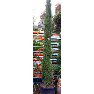 Cupressus Sempervirens Pyramidalis  - 2m