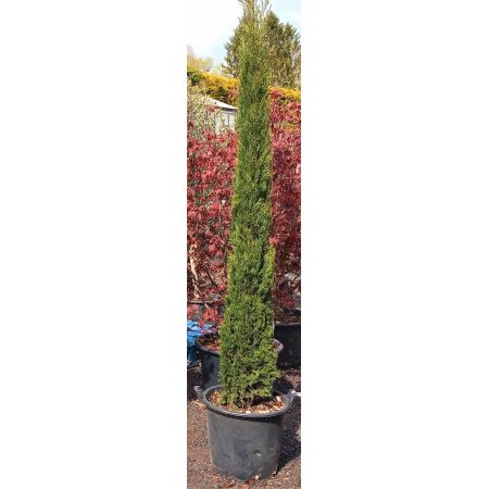 Cupressus Sempervirens Pyramidalis 30L -1.75m