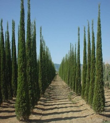 Cupressus Sempervirens 'Totem'  - 30L - 2m