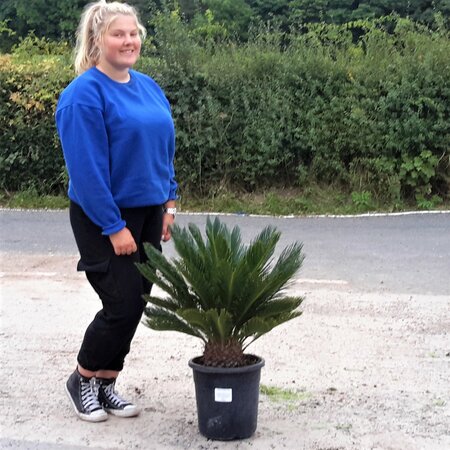 Cycas Revoluta - 15L - 60cm