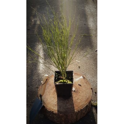 Cytisus Praecox Allgold 1L (Broom) - image 1