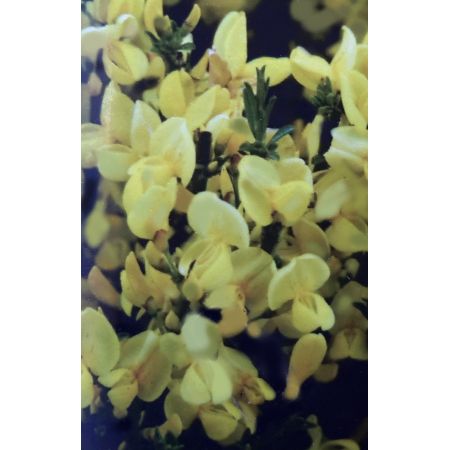 Cytisus Praecox Allgold 1L (Broom) - image 2