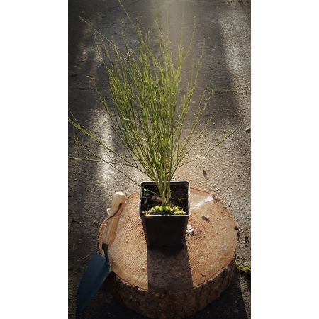 Cytisus Praecox Apricot Gem 1L (Broom) - image 1