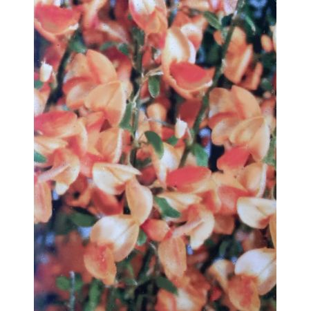 Cytisus Praecox Apricot Gem 1L (Broom) - image 2