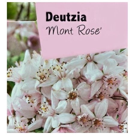 Deutzia x Hybrid Mont Rose 1L