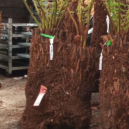 Dicksonia Antarctica (Tree Fern) - double trunk 150cm/90cm - image 1