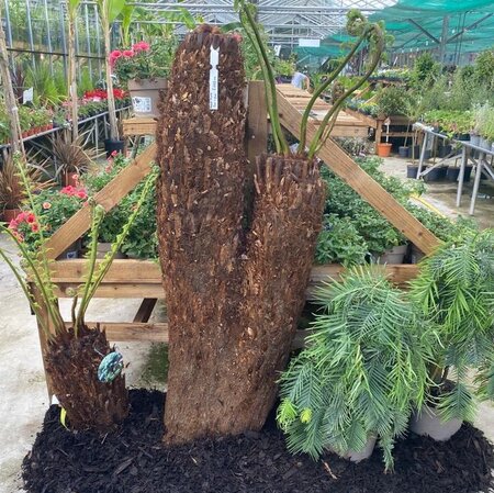 Dicksonia Antarctica (Tree Fern) - double trunk 150cm/90cm - image 2