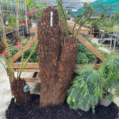 Dicksonia Antarctica (Tree Fern) - double trunk 150cm/90cm - image 2