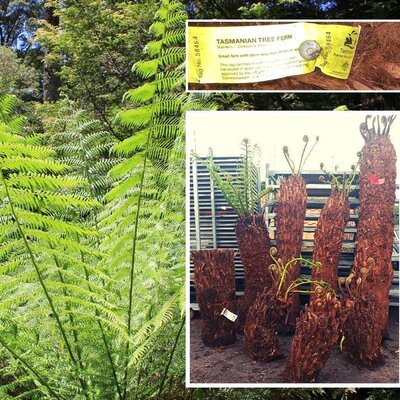 Dicksonia Antarctica (Tree Fern) - double trunk 150cm/90cm - image 3