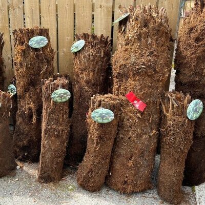 [copy]Dicksonia Antarctica (Tree Fern) - Trunk 134cm - image 1