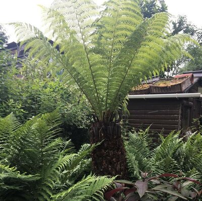 Dicksonia Antarctica (Tree Fern) - Trunk 45cm - image 5