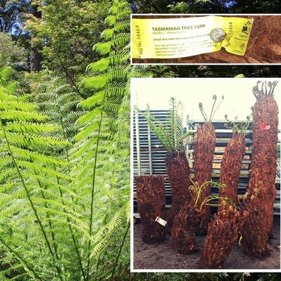 Dicksonia Antarctica (Tree Fern) - Trunk 45cm - image 2