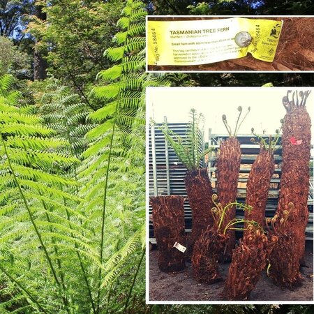 Dicksonia Antarctica (Tree Fern) - Trunk 73cm - image 2