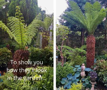 Dicksonia Antarctica (Tree Fern) - Trunk 73cm - image 4