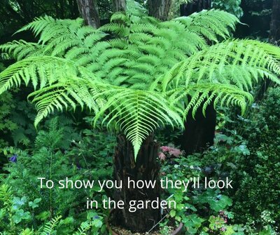 Dicksonia Antarctica (Tree Fern) - Trunk 80cm - image 3