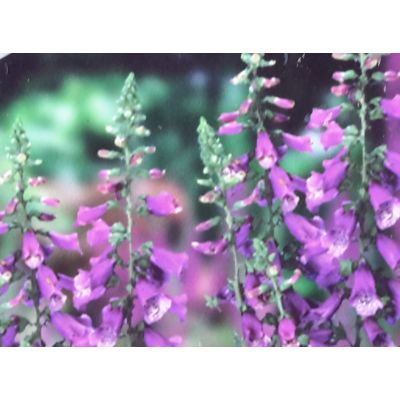 Digitalis Dalmation Purple 2L (Foxglove)