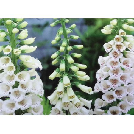 Digitalis Dalmation White 2L (Foxglove)