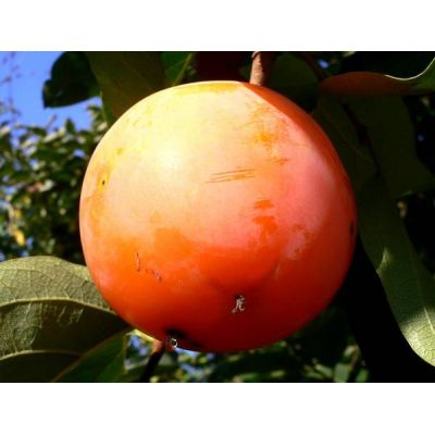 Diospyros Kaki (Persimmon Fruit Tree) - 9L - 150cm