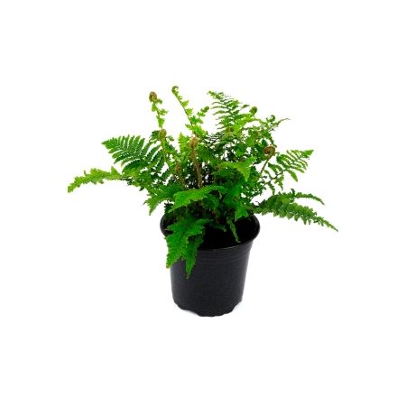 Dryopteris aff. 'Crispa' - 0,5L (Golden Scale fern)