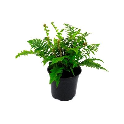 Dryopteris aff. 'Crispa' - 0,5L (Golden Scale fern)