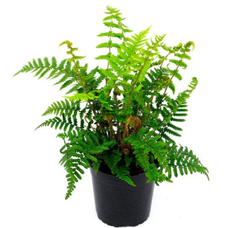 Dryopteris Affinis - 0.5L (Golden Shield fern)