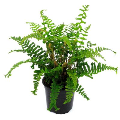 Dryopteris Affinis - 'Cristata The King' - 2L (Scaley Male fern) - image 1