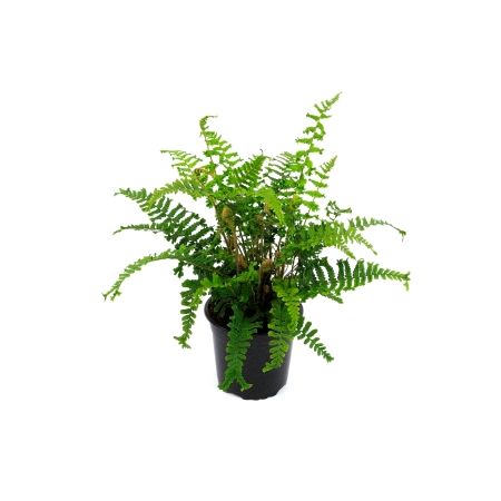 Dryopteris Affinis - 'Cristata The King' - 2L (Scaley Male fern) - image 2