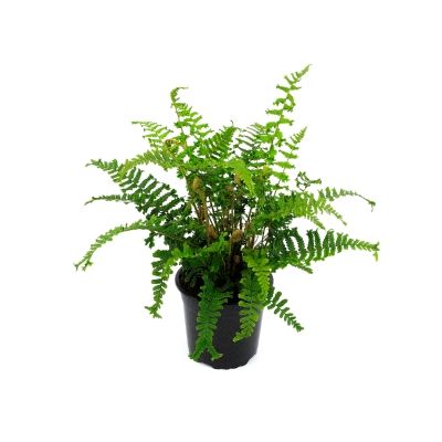 Dryopteris Affinis - 'Cristata The King' - 2L (Scaley Male fern) - image 2