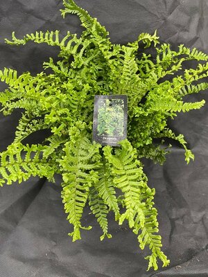 Dryopteris Affinis - 'The King' - 2L - image 1