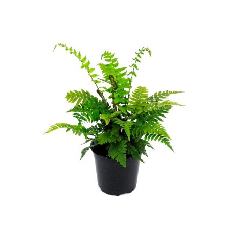 Dryopteris attrata - 0,5L (Golden Scale fern)