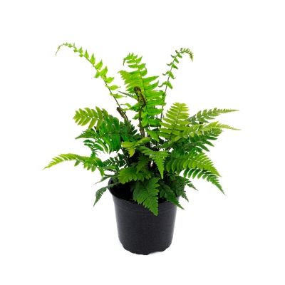 Dryopteris attrata - 0,5L (Golden Scale fern)