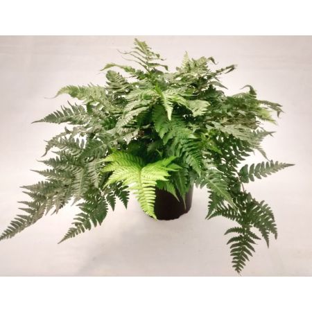 Dryopteris Championii -  3L (Champion's Wood fern)