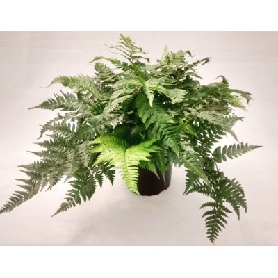 Dryopteris Championii -  3L (Champion's Wood fern)