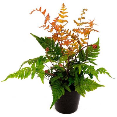 Dryopteris Erythrosora - 2L (Japanese/Copper Shield fern)