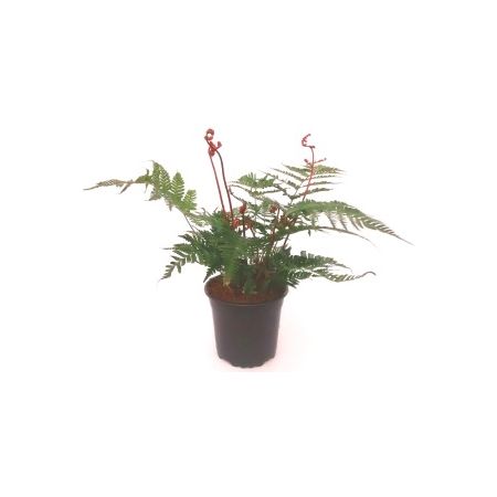 Dryopteris erythrosora 'Brilliance' - 0,5L