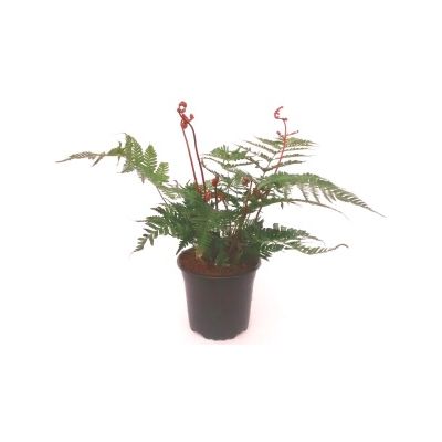 Dryopteris erythrosora 'Brilliance' - 0,5L