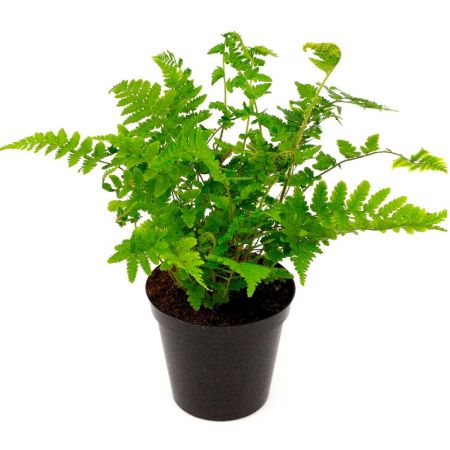 Dryopteris Filix-Mas - 0.5L (Basket fern)