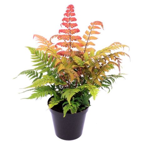 Dryopteris Lepidopoda - 0.5L  (Sunset fern)