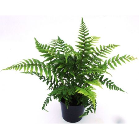 Dryopteris Wallichiana - 0.5L (Alpine Wood fern)