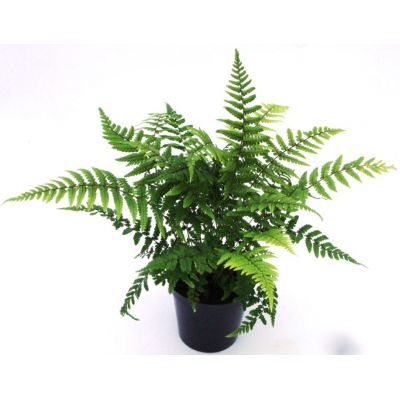 Dryopteris Wallichiana - 2L (Alpine Wood fern)