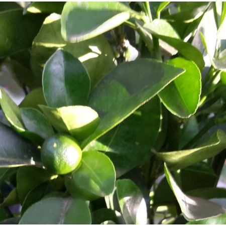 Dwarf Orange Citrina - Calamondin - image 2