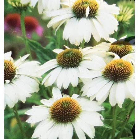 Echinacea Pow Wow White 2L (Coneflower)