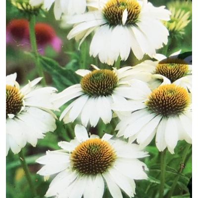 Echinacea Pow Wow White 2L (Coneflower)