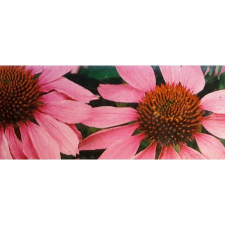 Echinacea Purpurea Cheyenne Spirit 1L (Coneflower)