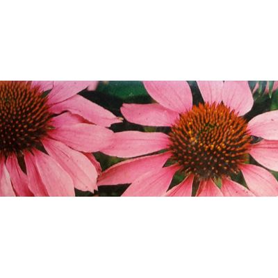 Echinacea Purpurea Cheyenne Spirit 1L (Coneflower)