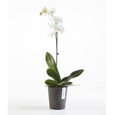 EcoPot - Morinda Orchid Pot - Black - D 14cm x H 16cm