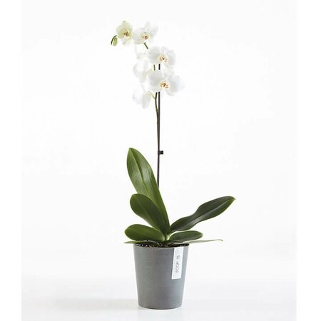 EcoPot - Morinda Orchid Pot - Grey - D 14cm x H 16cm