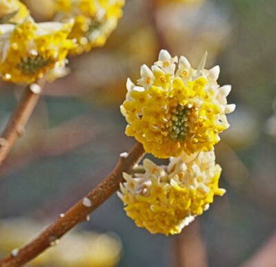 Edgeworthia Chrysantha 10L