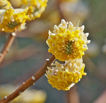 Edgeworthia Chrysantha  - Mini Std -  18L - 30cm clear stem