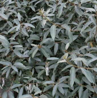 Elaeagnus Commutata Quicksilver®  - 9L - 100cm